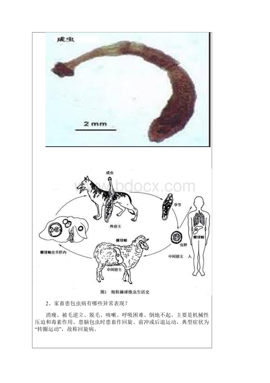 包虫病的防治Word格式文档下载.docx_第2页