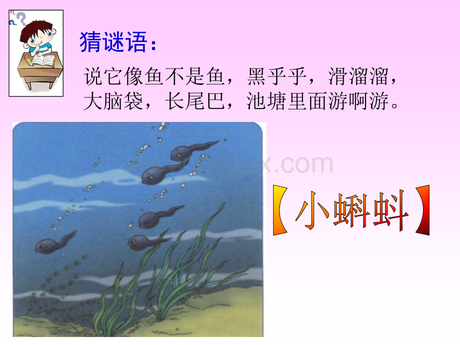 修改版小蝌蚪找妈妈ppt课件.ppt_第1页