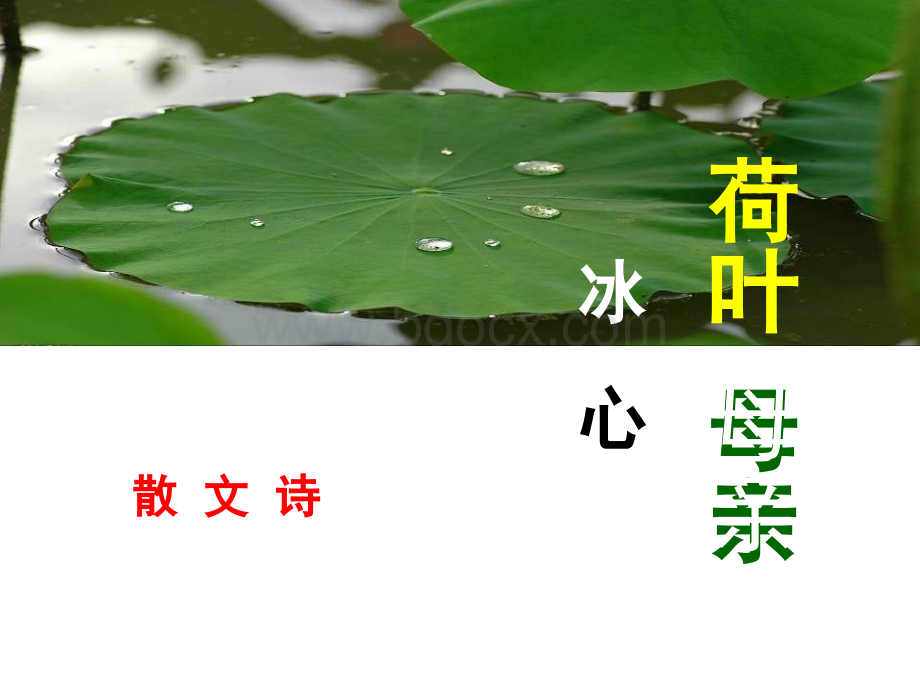 《荷叶母亲》公开课课件PPT推荐.ppt