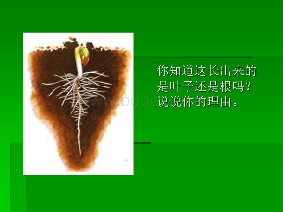 3.我们先看到了根.ppt_第2页