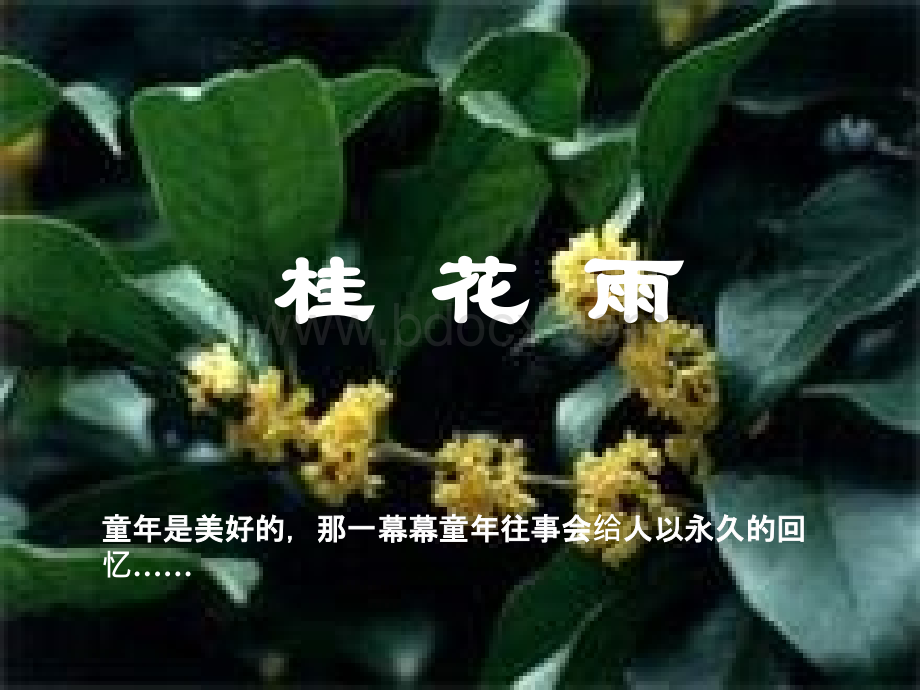 桂花雨课件.ppt