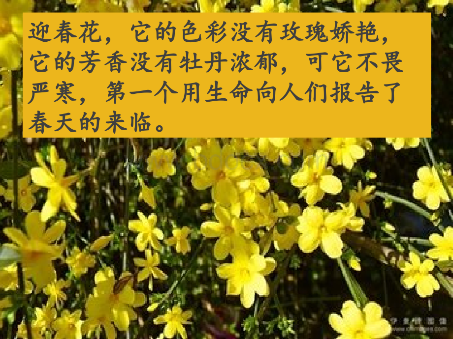 习作指导：我喜欢的花.ppt_第2页