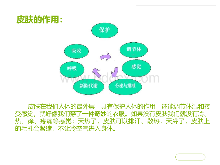 我们的皮肤PPT格式课件下载.ppt_第3页