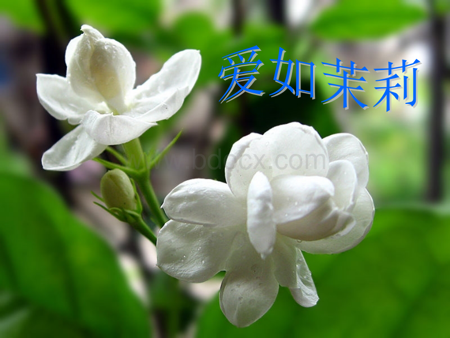 《爱如茉莉》PPT课件PPT资料.ppt