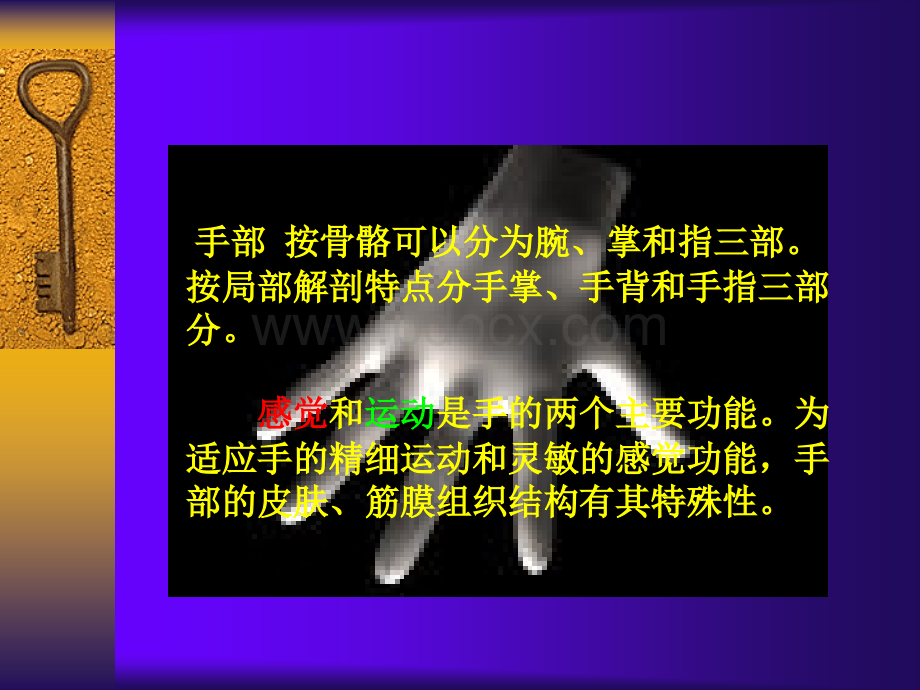 手部解剖及相关结构.ppt_第3页