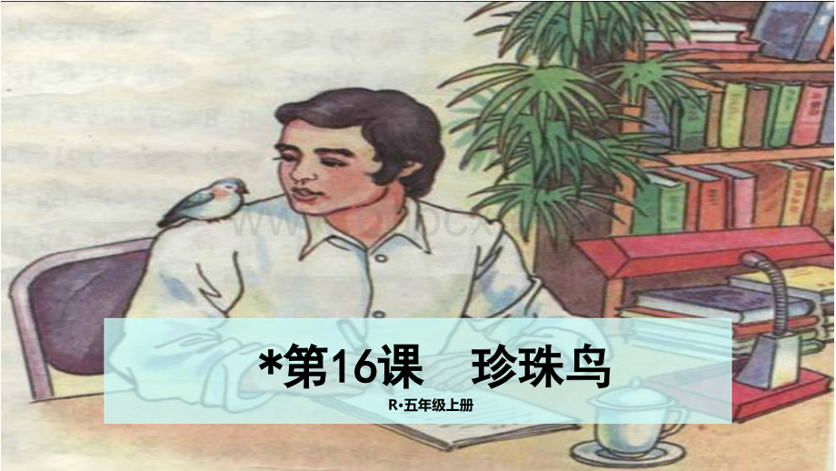 16课珍珠鸟PPT课件下载推荐.pptx