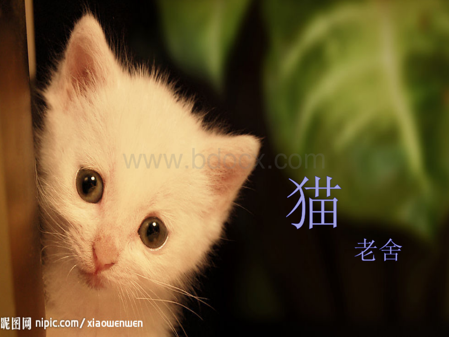 《猫》公开课PPT课件.ppt