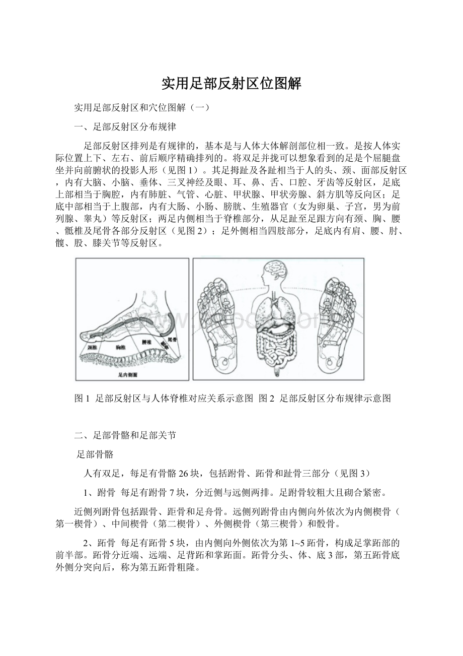 实用足部反射区位图解.docx_第1页