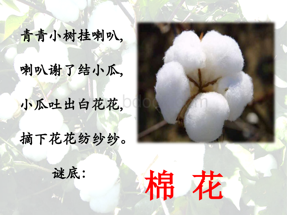 部编版一年级语文下册《棉花姑娘》.ppt_第1页