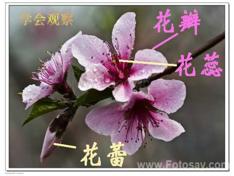 花的世界写花作文指导PPT资料.ppt_第3页