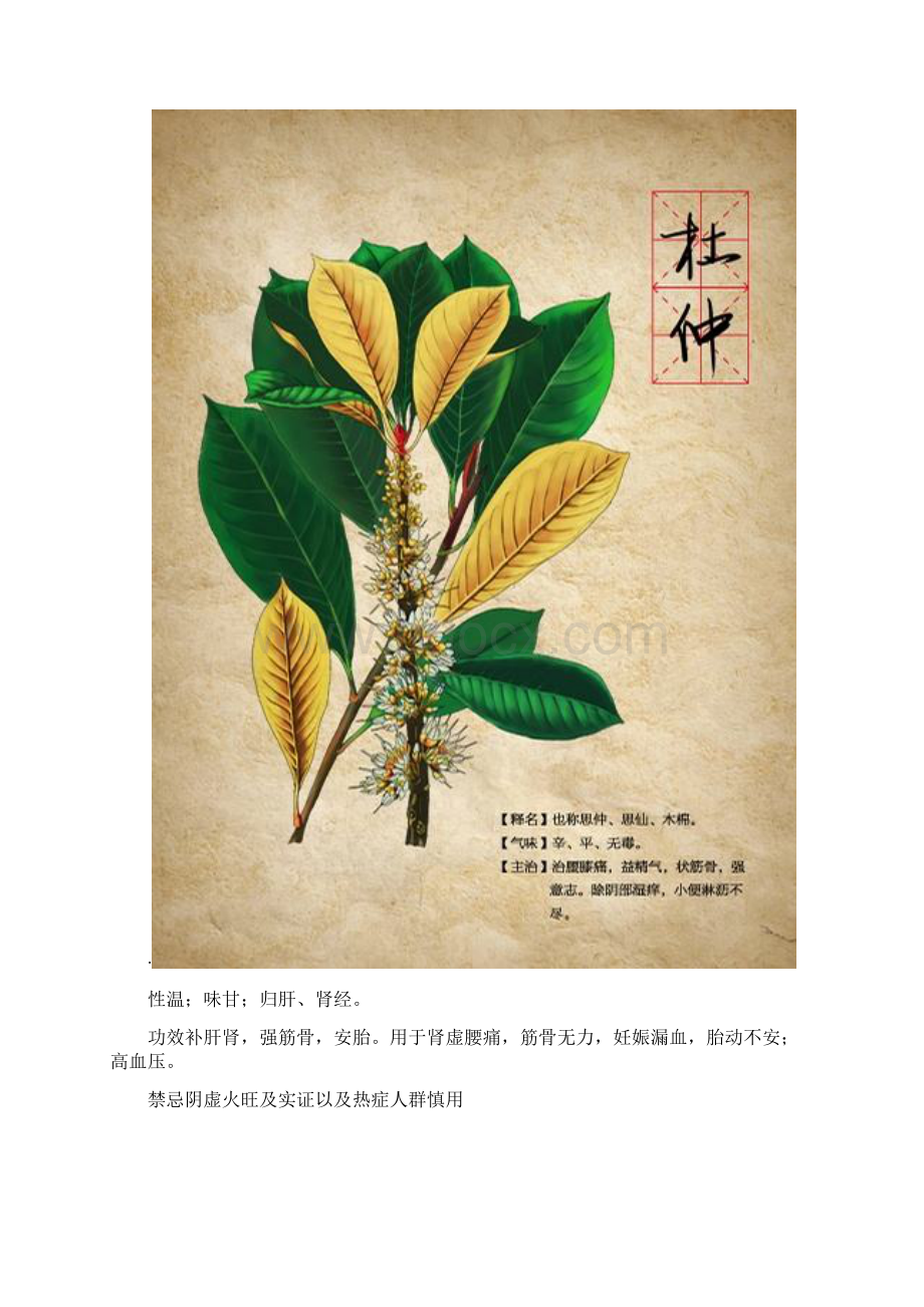 杜仲的功效与作用及食用方法Word文件下载.docx_第2页