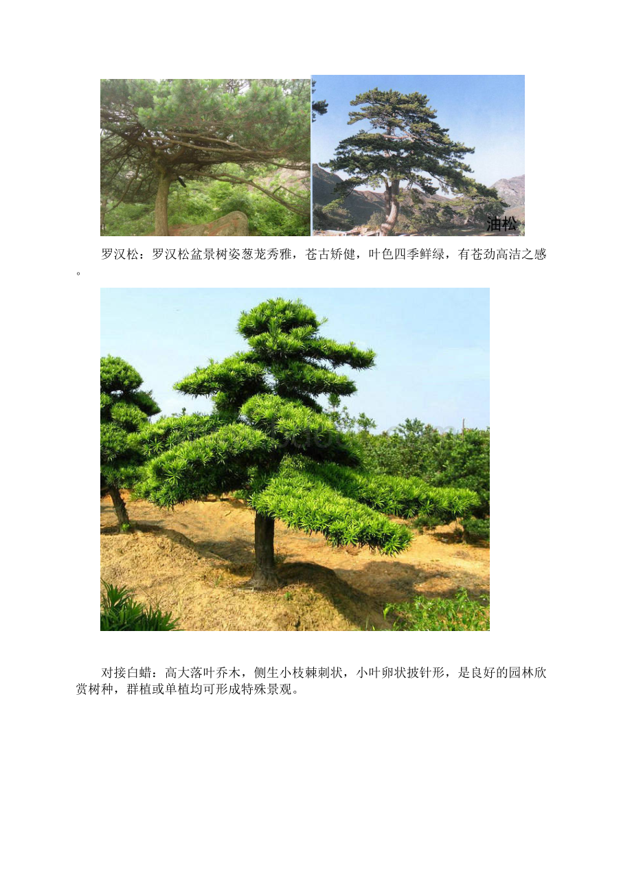 北方常用园林植物汇总.docx_第3页