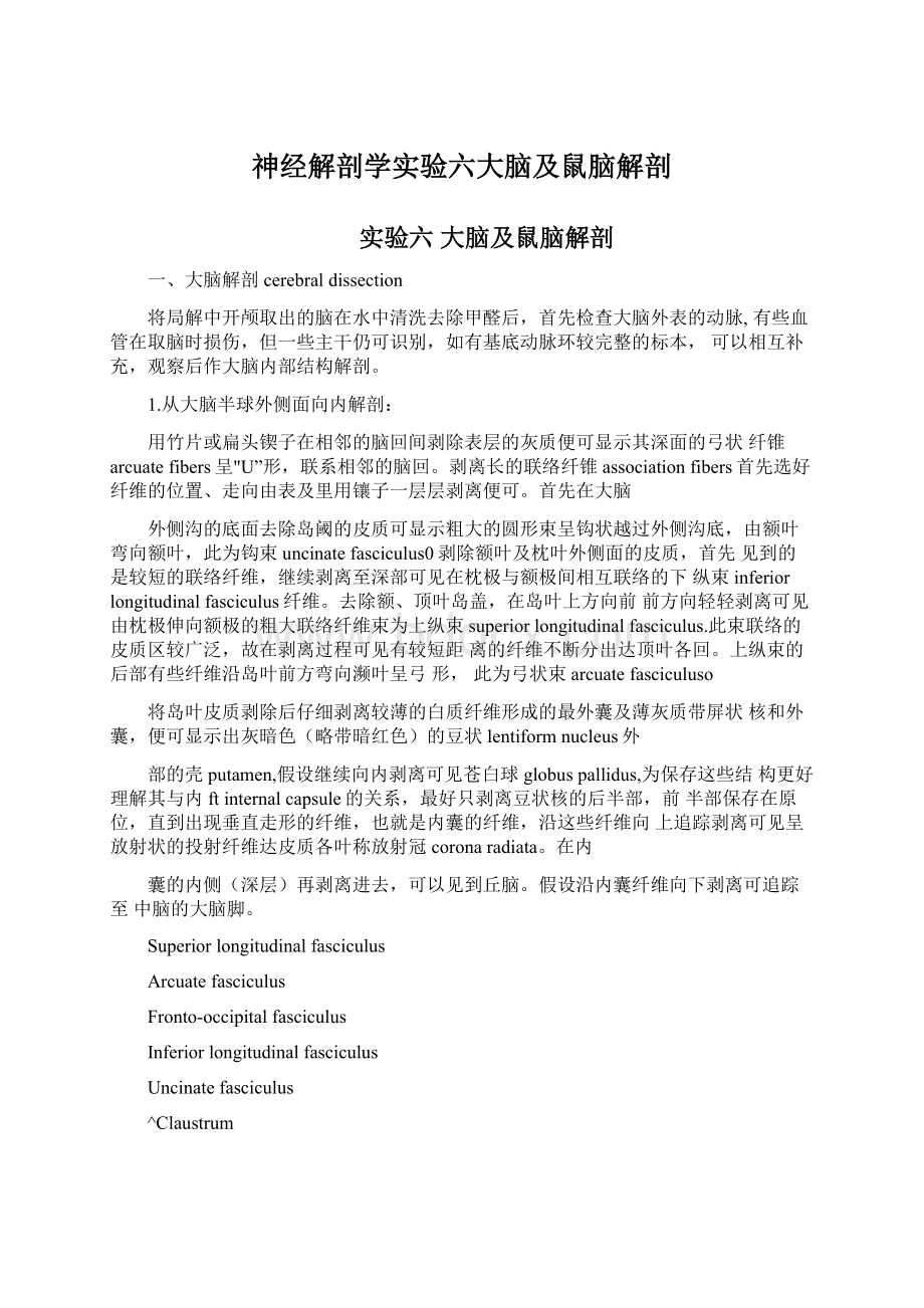 神经解剖学实验六大脑及鼠脑解剖.docx