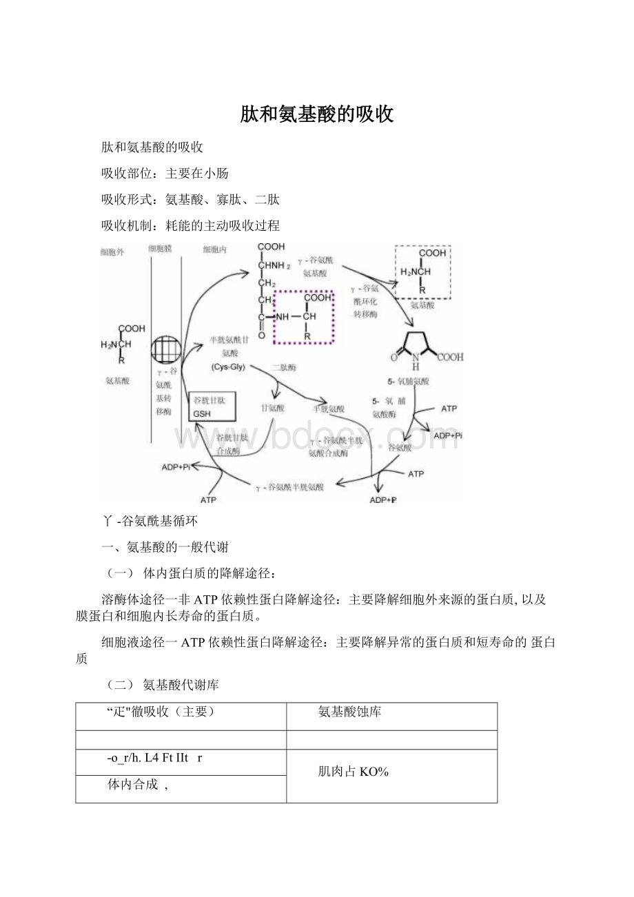 肽和氨基酸的吸收Word文档格式.docx