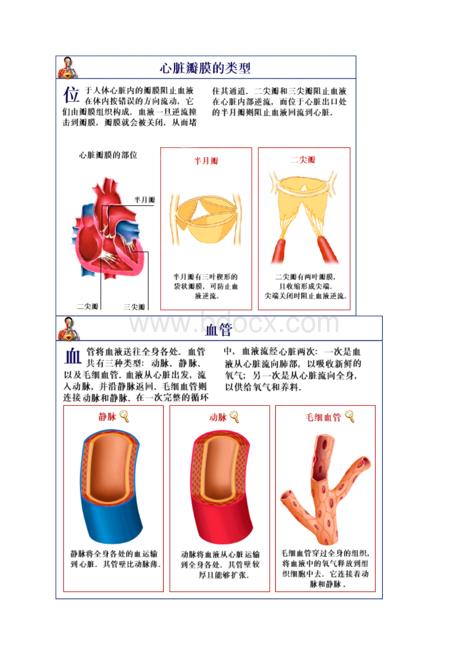 循环系统彩图及讲解Word文档格式.docx_第3页