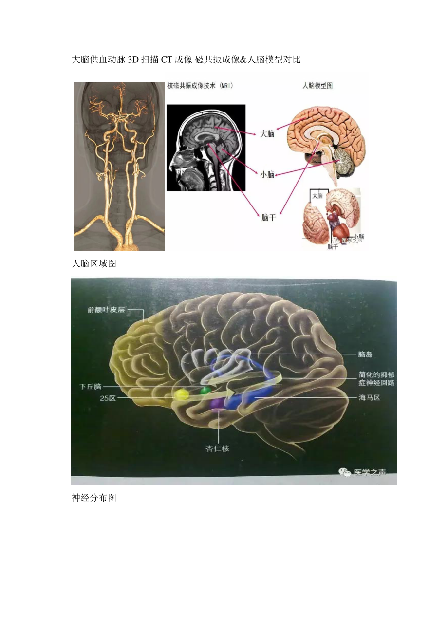 最全神经系统解剖图Word文档格式.docx_第2页