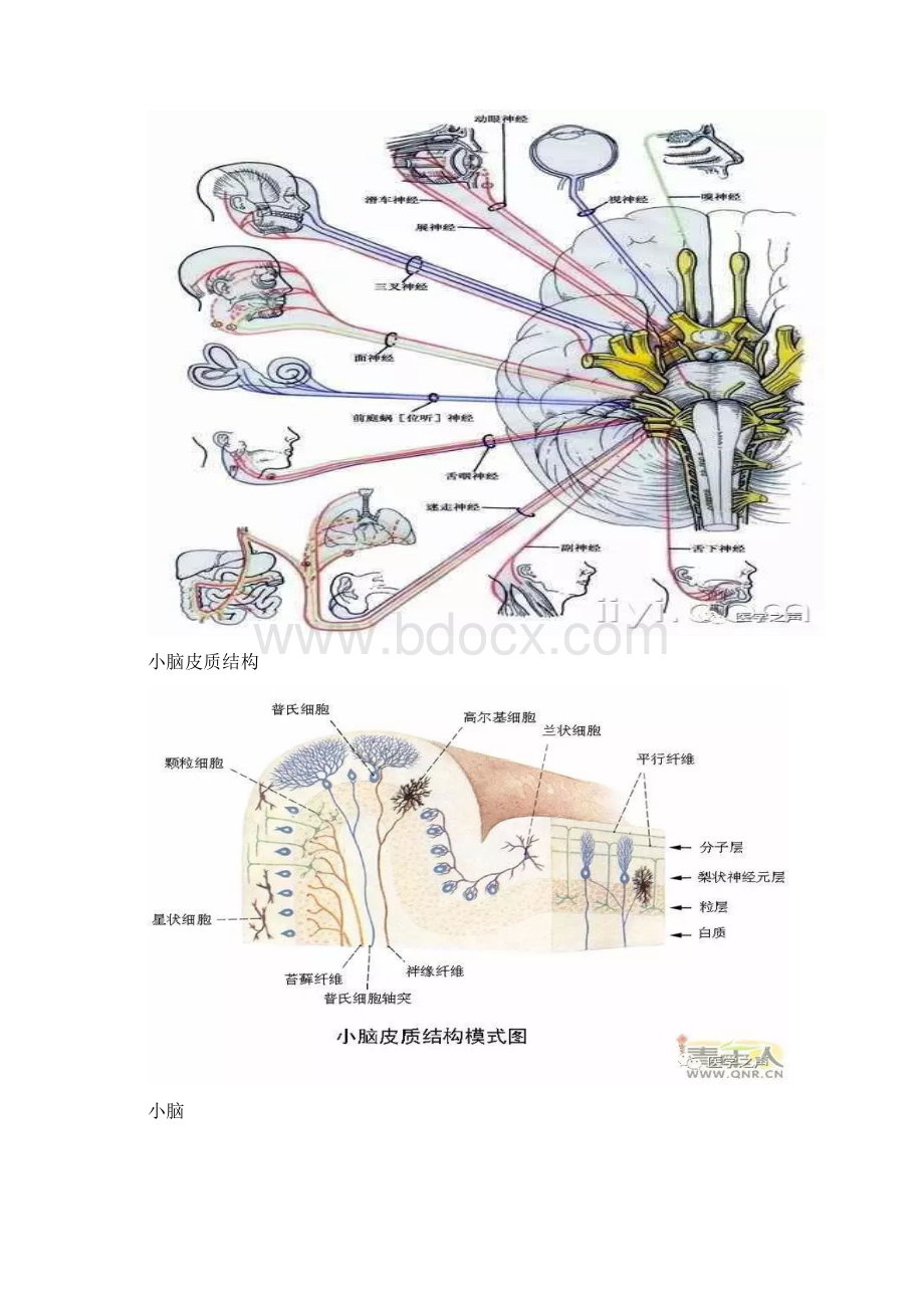 最全神经系统解剖图Word文档格式.docx_第3页