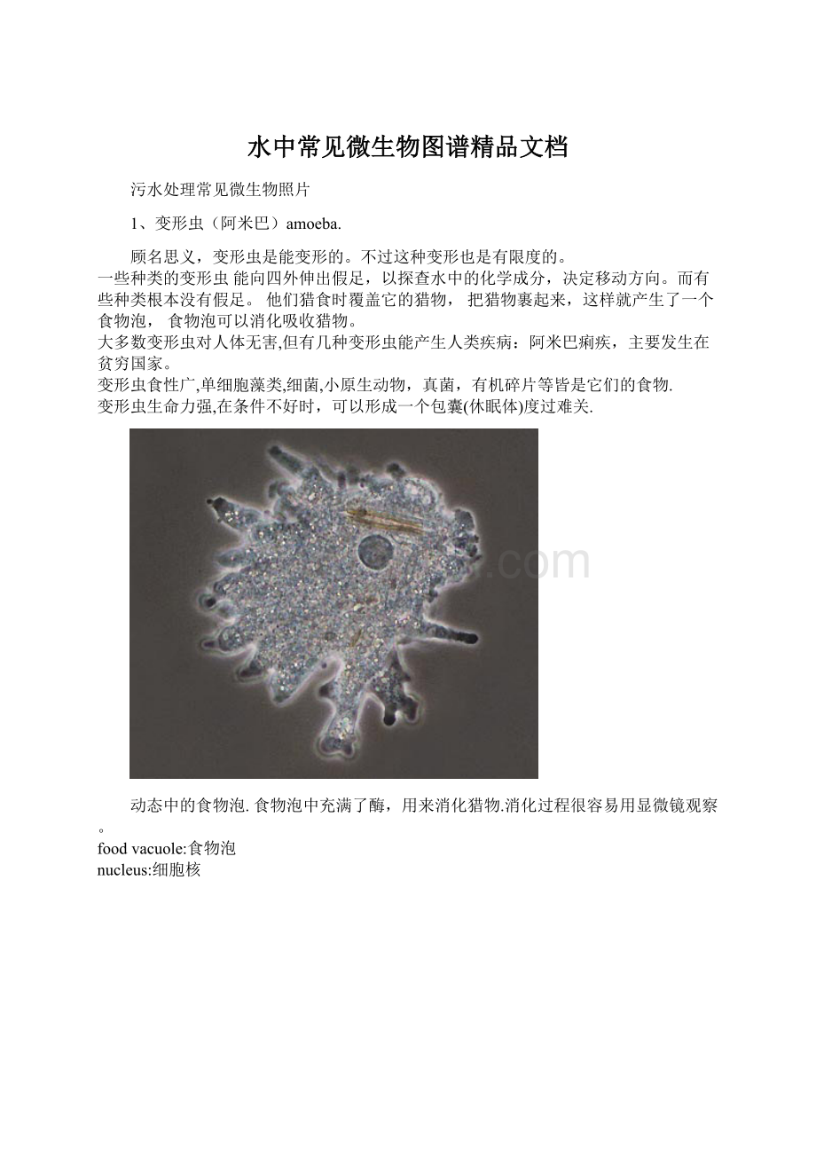 水中常见微生物图谱精品文档.docx_第1页