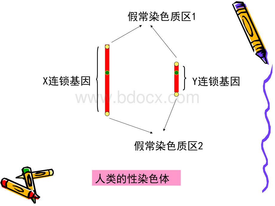 连锁遗传分析优质PPT.ppt_第3页