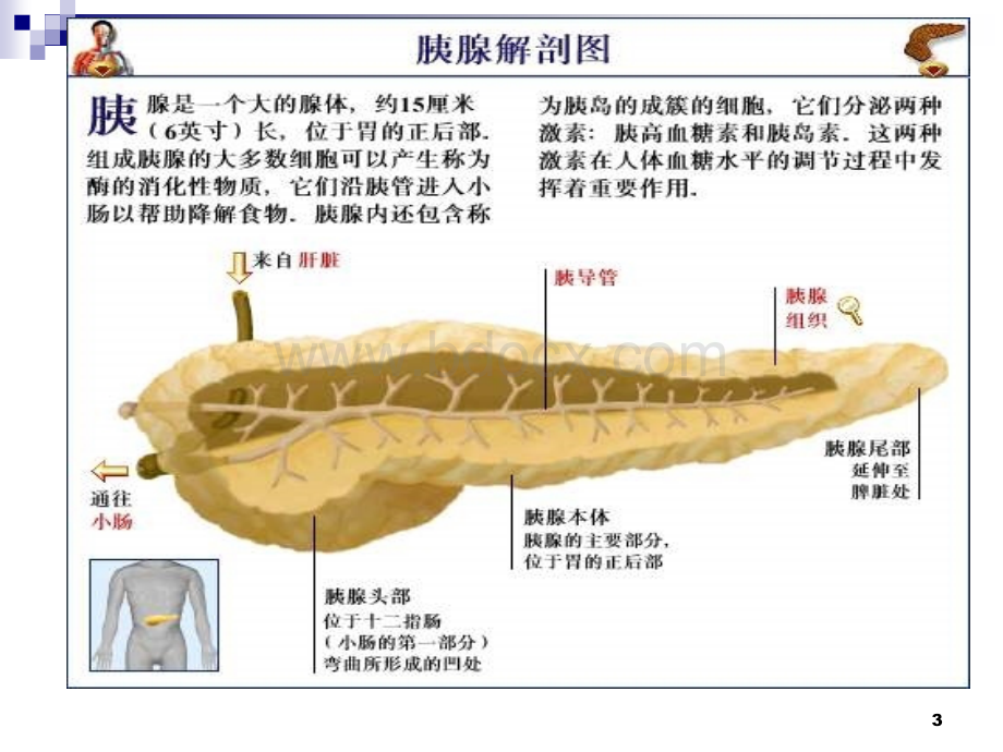 内科护理学第十一节胰腺炎及胰腺肿瘤病人的护理.ppt_第3页