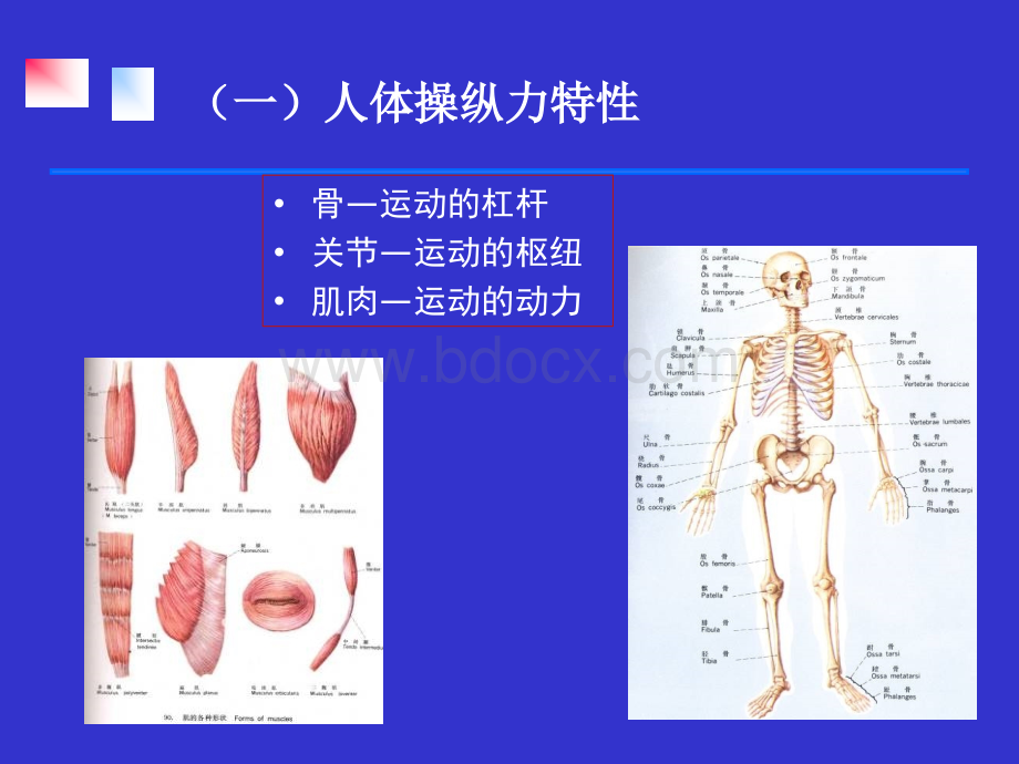 第三章第三节人体生物力学特性PPT格式课件下载.ppt=安全人机工程学=湖南工学院PPT格式课件下载.ppt_第3页