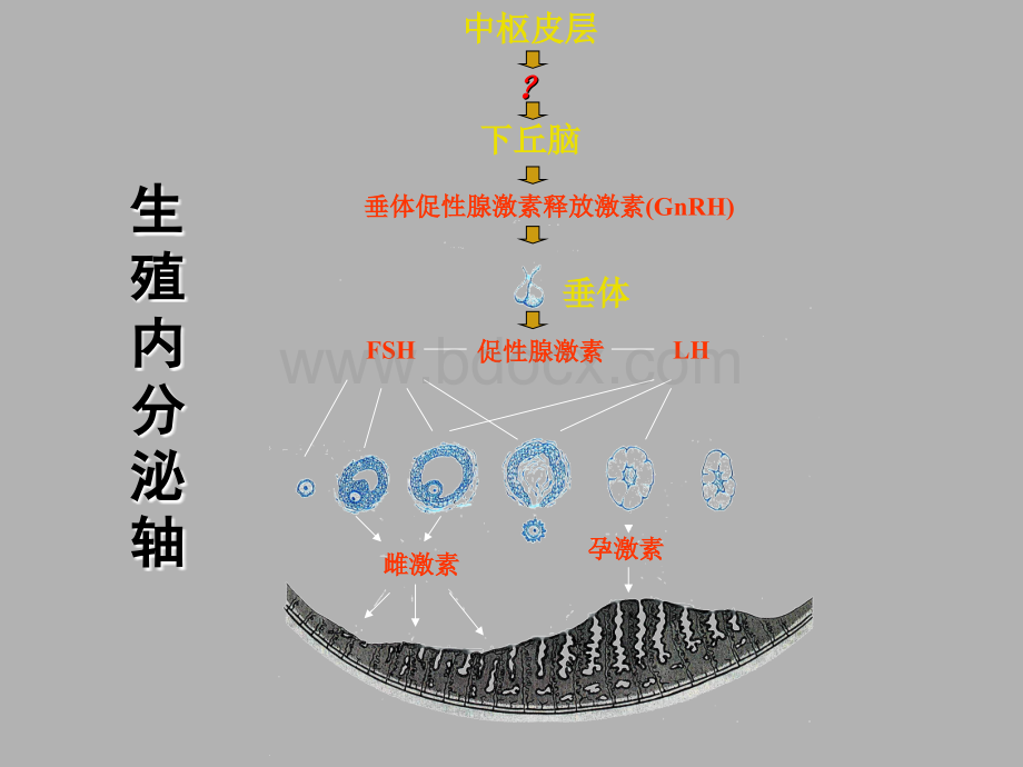 功能失调性子宫出血PPT格式课件下载.ppt_第2页