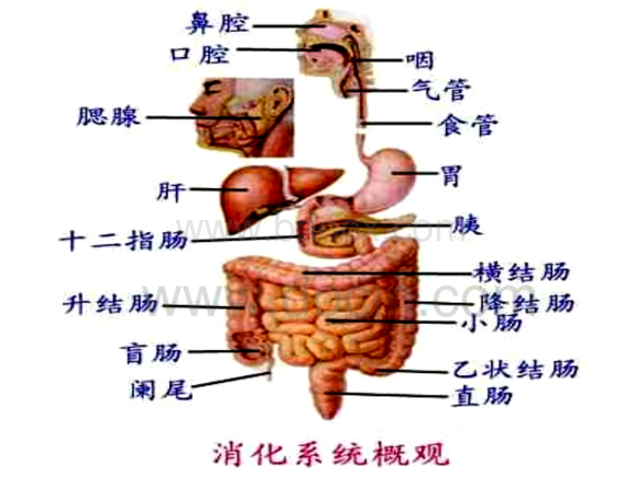 胃肠道疾病的营养治疗.ppt_第3页