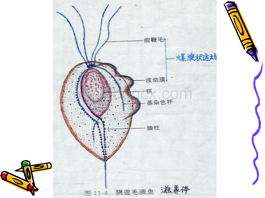 中护微生物原虫PPT资料.pptx_第3页