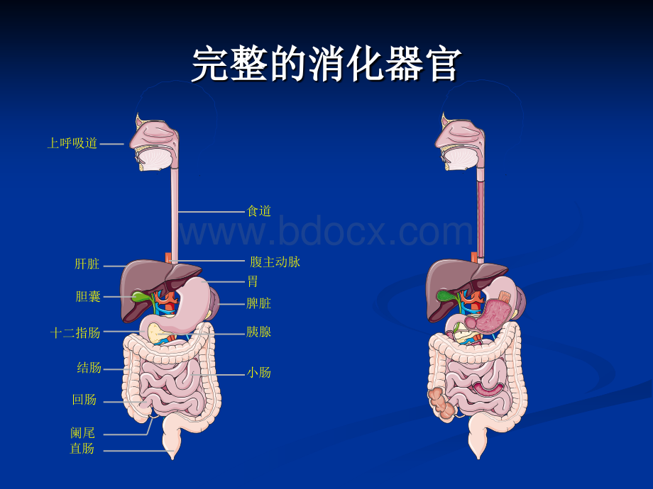 腹腔体查PPT资料.ppt_第3页