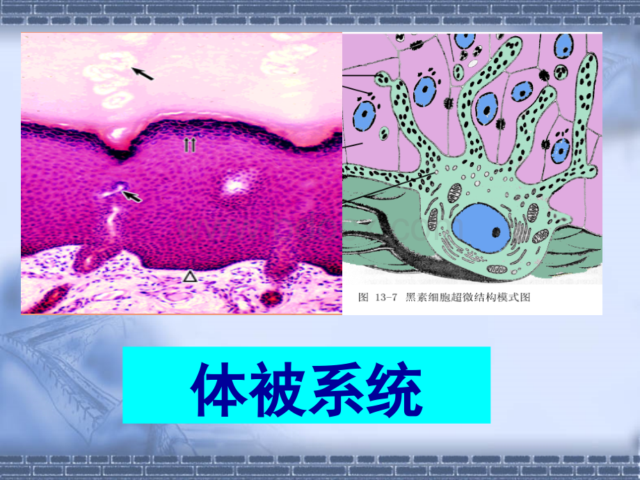 体被系统--组织学和胚胎学PPT格式课件下载.ppt