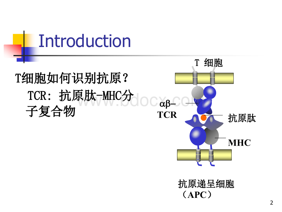 抗原提呈细胞与抗原的处理及提呈PPT推荐.ppt_第2页