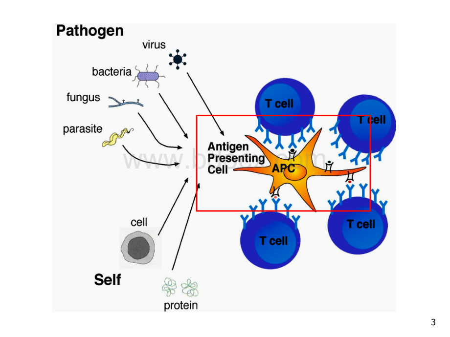 抗原提呈细胞与抗原的处理及提呈PPT推荐.ppt_第3页