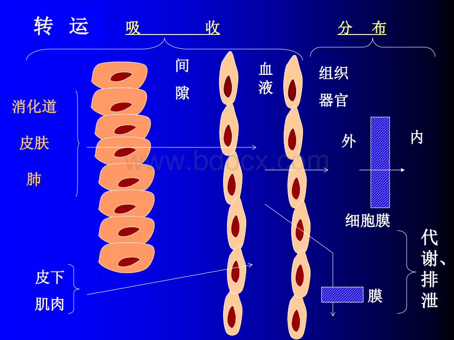 药物代谢动力学ppt.ppt_第2页