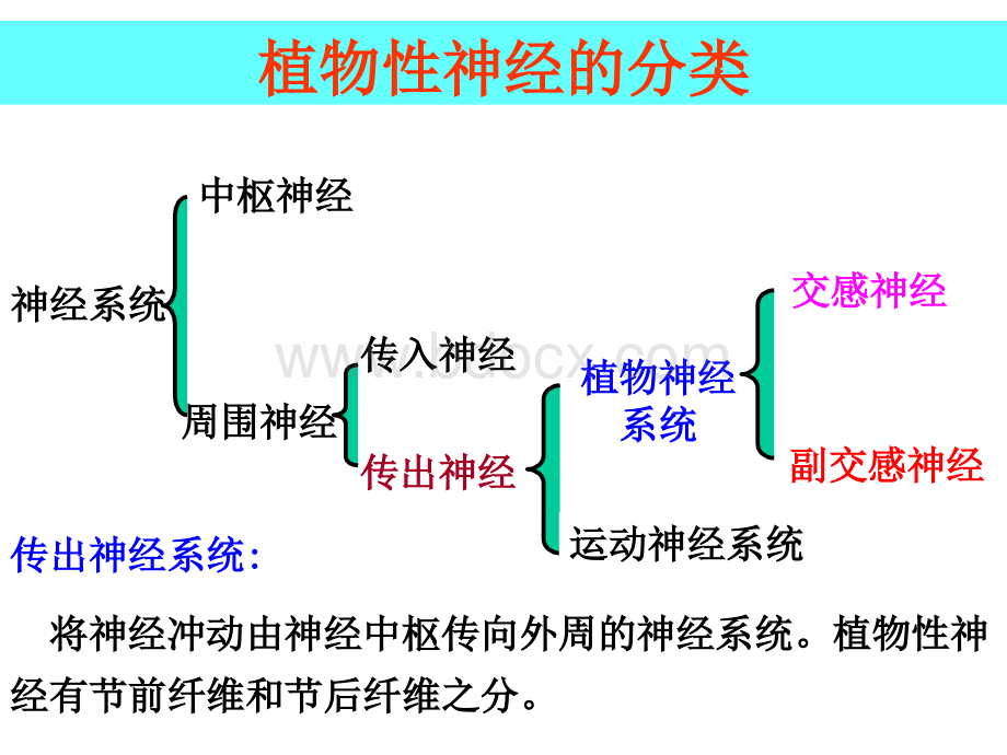 作用于传出神经系统的药物.ppt_第2页