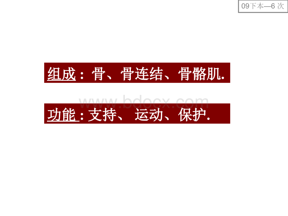 运动系统PPT文件格式下载.ppt_第1页