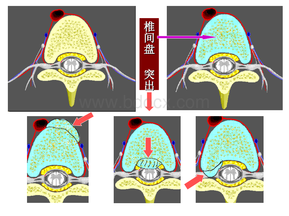 运动系统PPT文件格式下载.ppt_第2页