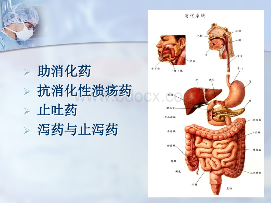 第二十四章作用于消化系统药物PPT推荐.ppt_第2页