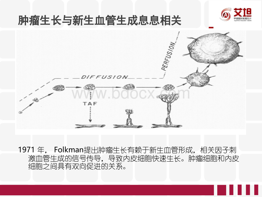 阿帕替尼学习课件.ppt_第3页