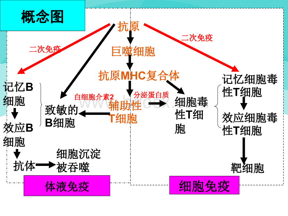 免疫系统的功能异常pptPPT推荐.ppt_第2页