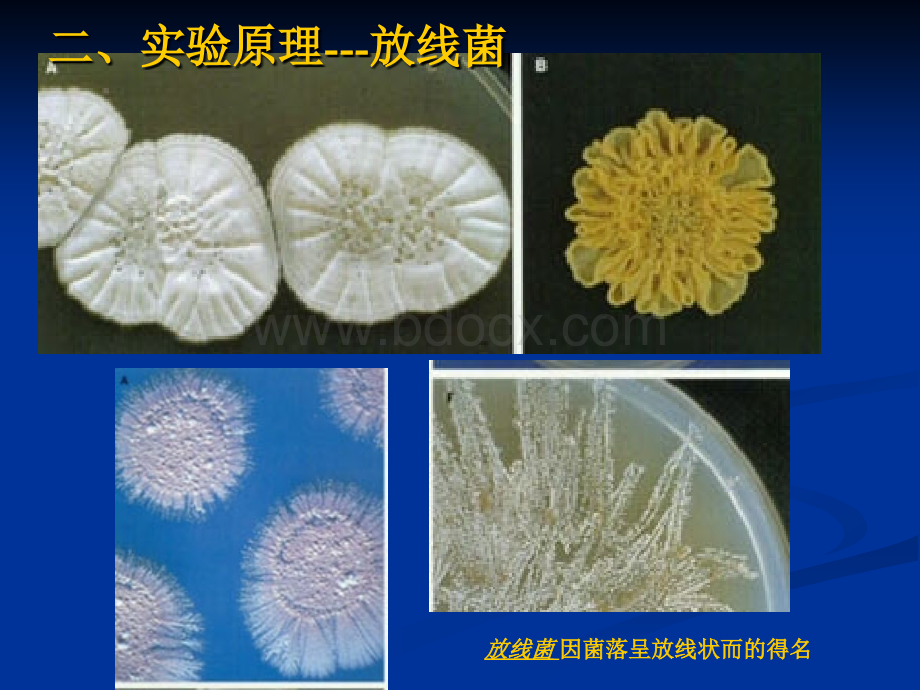 微生物实验四放线菌、霉菌、酵母菌的形态观察PPT格式课件下载.ppt_第3页