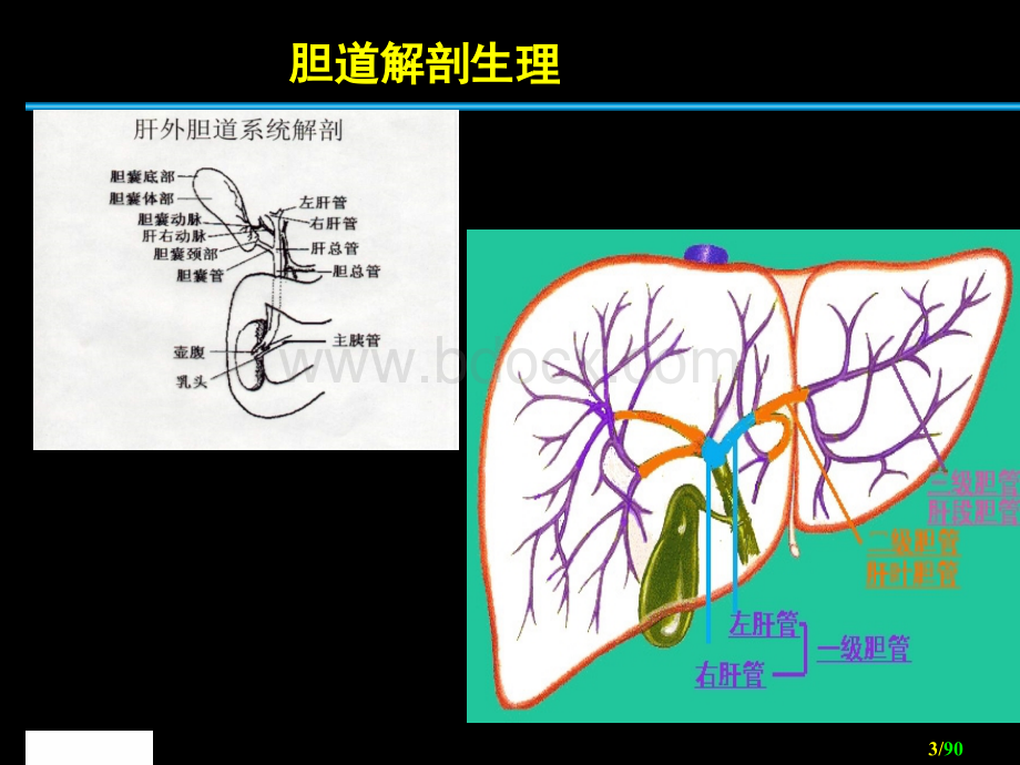 护理本科胆道疾病病人的护理课件.ppt_第3页