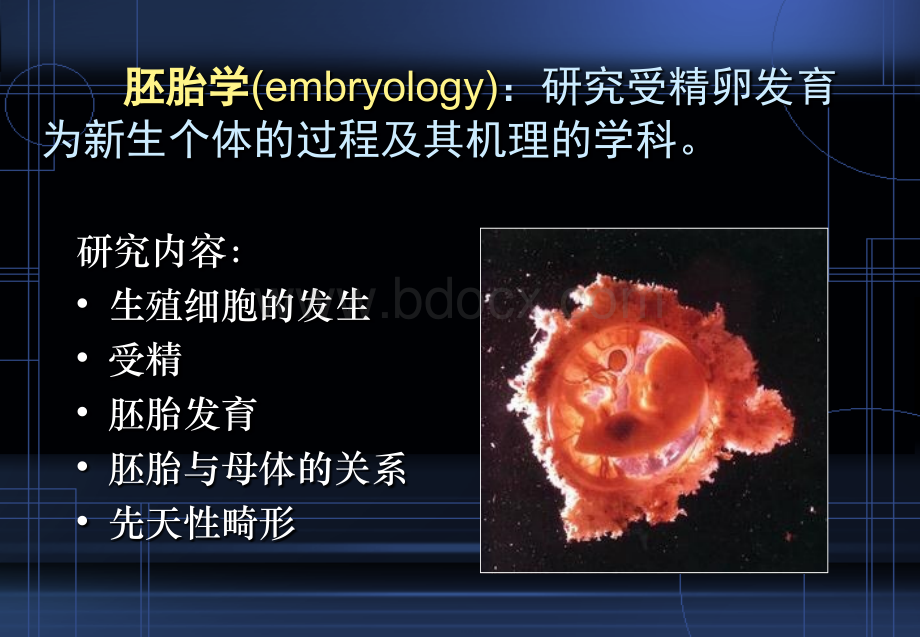 胚胎学总论.ppt_第2页