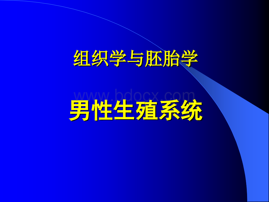 男性生殖系统--组织学与胚胎学.ppt