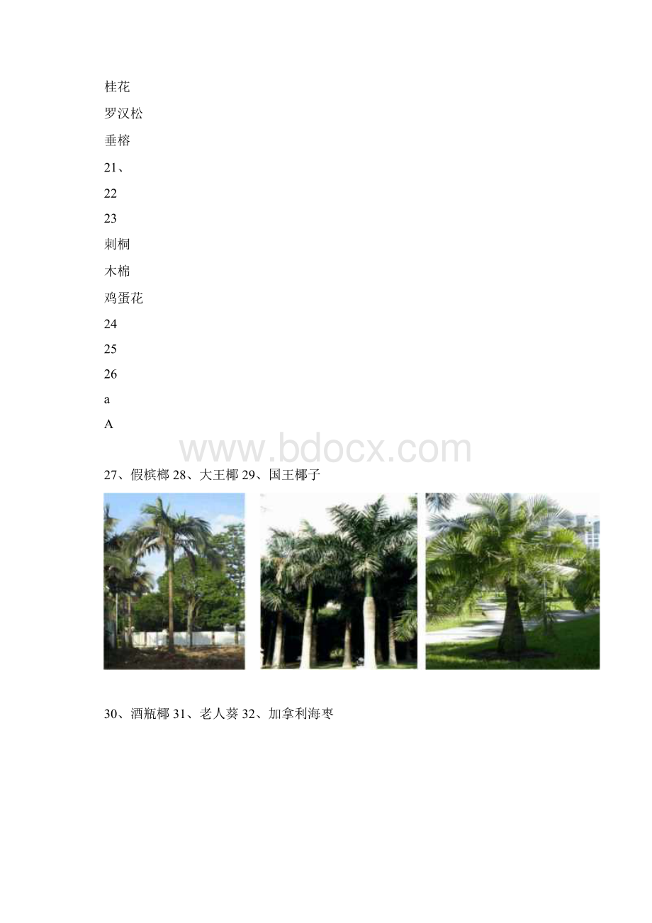 广东地区常见的园林植物74种.docx_第3页