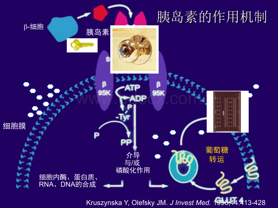 课件糖尿病预防控制与诊治ppt.ppt_第3页