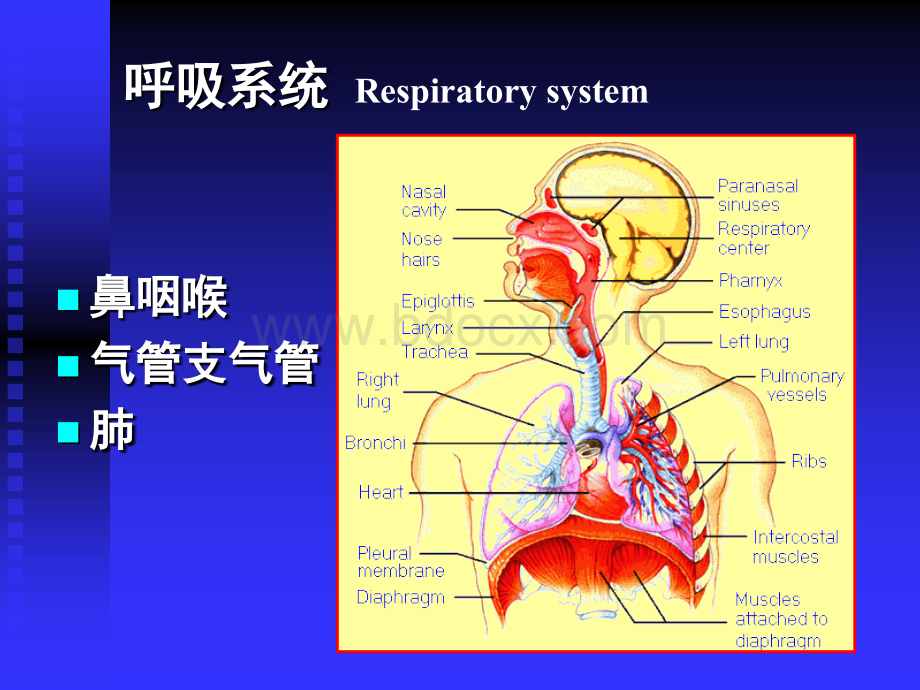 呼吸系统--组织学与胚胎学PPT推荐.ppt_第2页