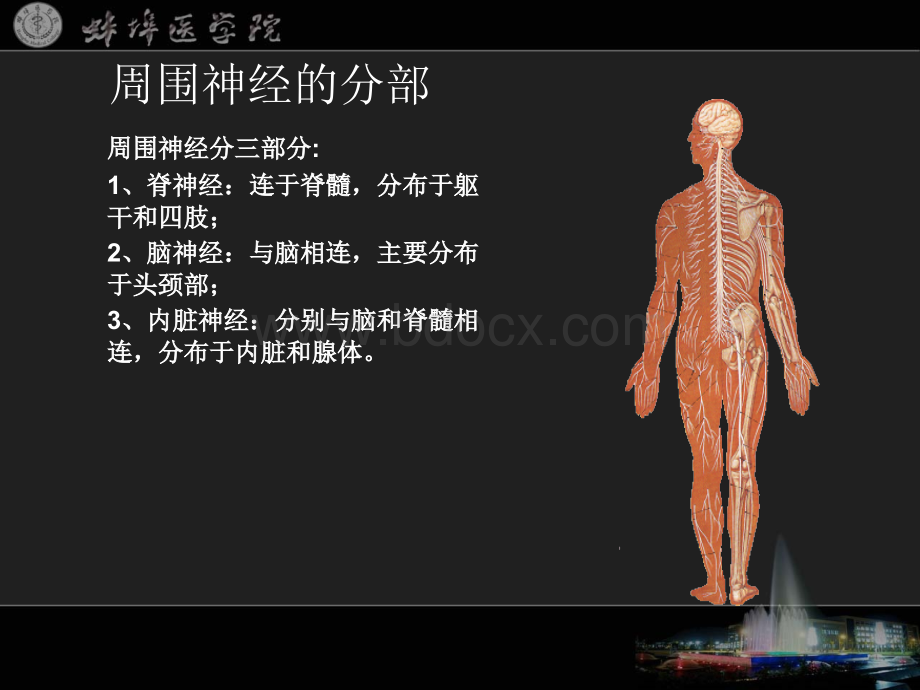 《系统解剖学》课件27PPT文件格式下载.ppt_第2页