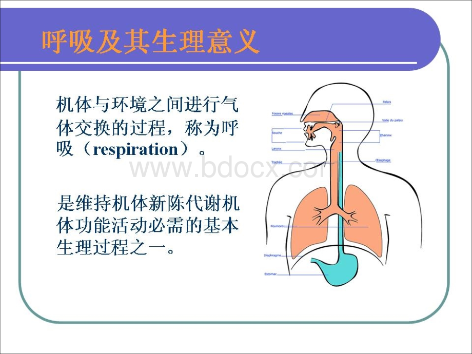 生命体征呼吸.ppt_第3页