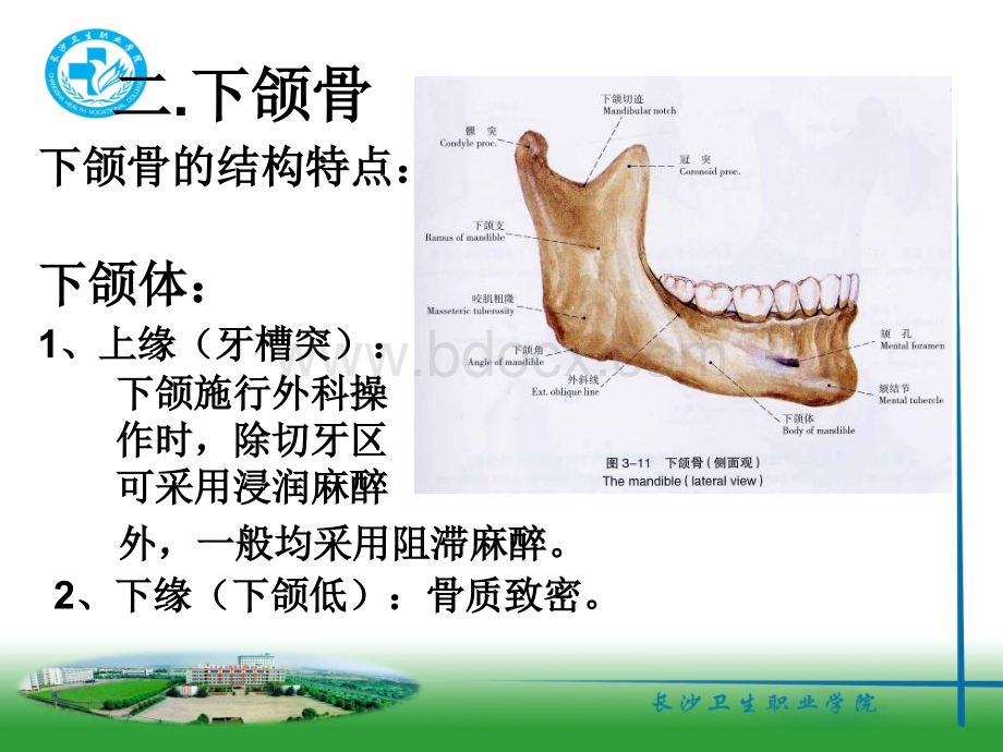 下颌骨PPT资料.ppt_第1页