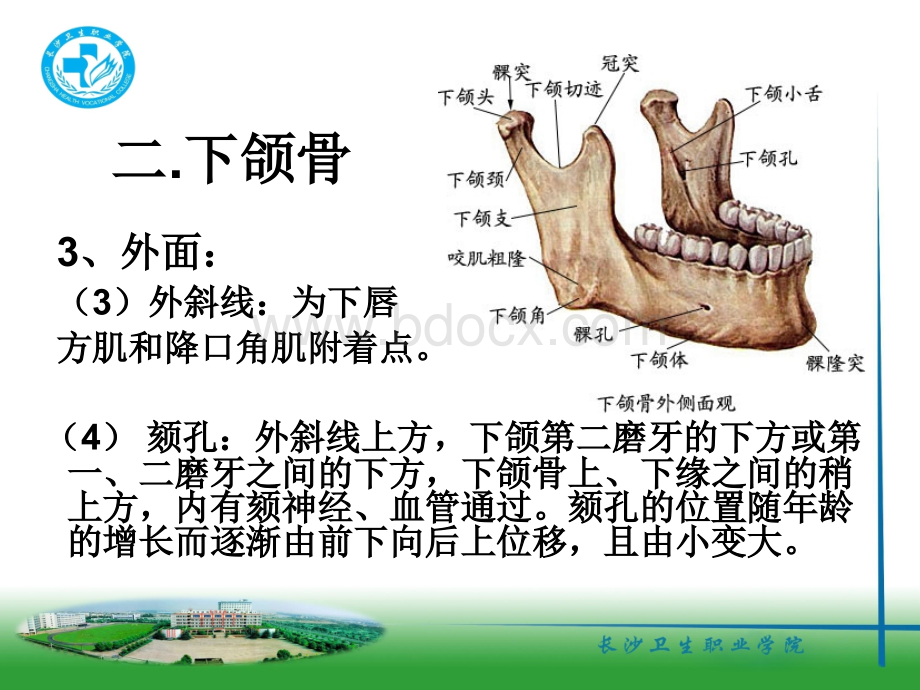 下颌骨PPT资料.ppt_第3页